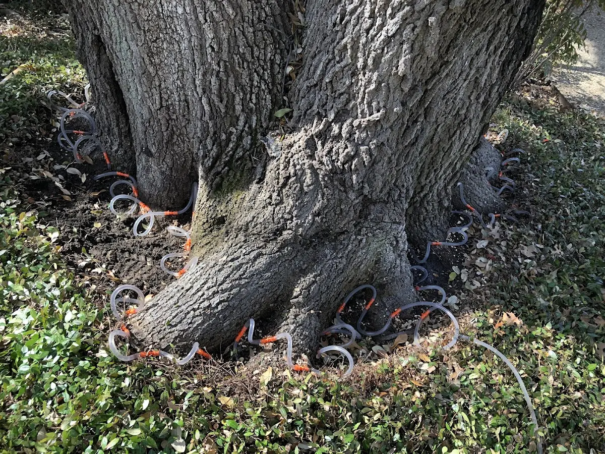Detailed Tree Cabling and Bracing job site in Downingtown