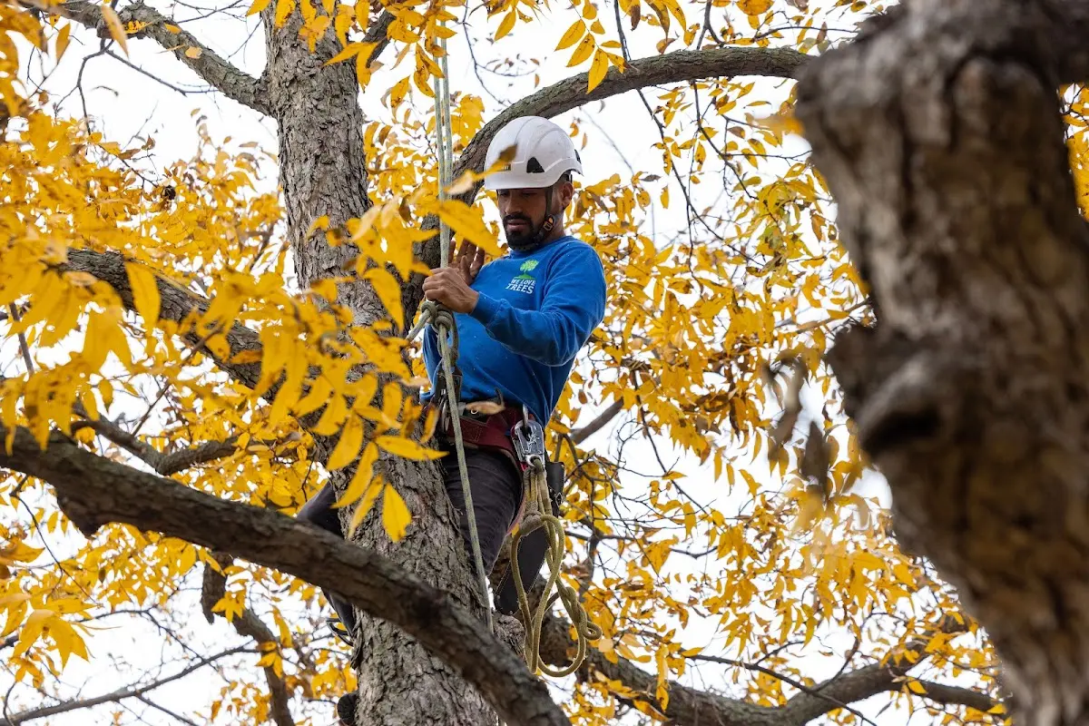 Skilled Tree Planting crew working in Downingtown